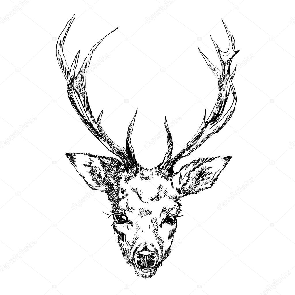 A young deer with horny horns on which peonies are planted. Illustration. Design a tattoo, a symbol of mystical magic for your use. Iillustration isolated deer, big antlers, flowers on the horns