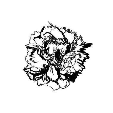 Beyaz arka plan üzerinde izole Şakayık çiçeği. Pion kartıyla. Vektör çizim. Çiçekler karanlık arka plan.