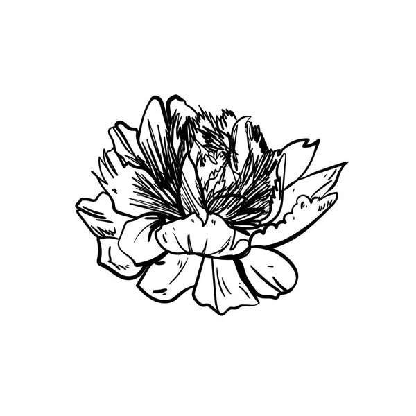 Pfingstrose Blume isoliert auf weißem Hintergrund. Karte mit einer Pion. Vektorillustration. Blumen verschleiern den Hintergrund. — Stockvektor