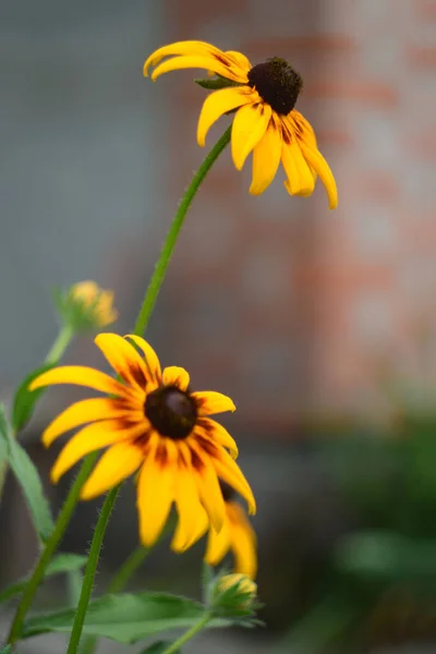 Kudüs enginarı (Helianthus tüberosus). Bu çiçeğe ayrıca güneş kökü, güneş boğması ya da toprak elması da denir.