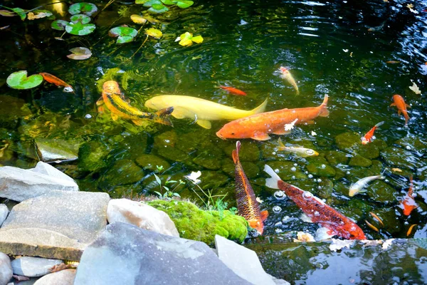 池の黄色とオレンジ色の鯉魚 — ストック写真