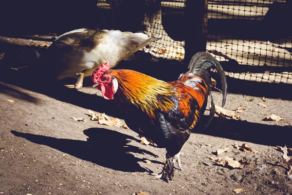 Çiftlikteki çok renkli güzel horoz