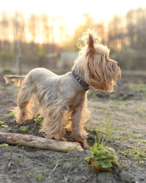 Yorkshire Terrier köpeği gün batımında durup uzaklara bakar.