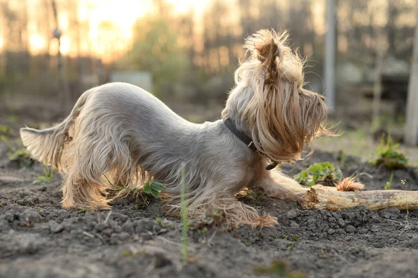 Yorkshire Terrier köpeği bir sopayla pençesini tutuyor, gün batımında dışarıda oynuyor.