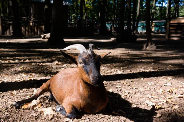 Chèvre Brune Gît Soleil — Photo