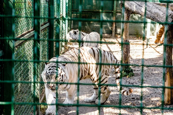Hayvanat bahçesindeki kafeste iki beyaz kaplan.