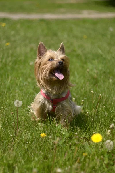 Yorkshire Terrier Grama — Fotografia de Stock