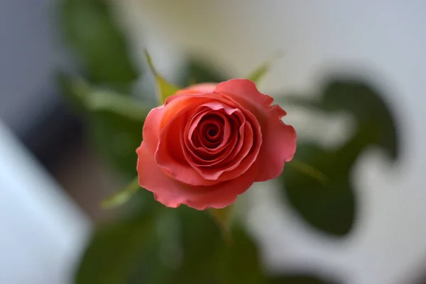 Yeşil arka planda pembe gül