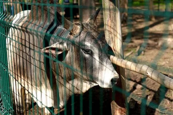 Zebu çitin arkasındaki hayvanat bahçesinde.