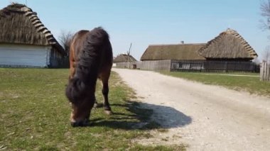 Eski bir Avrupa Kelt köyünde ot yiyen at