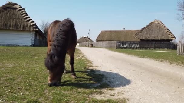 El caballo comiendo hierba en un antiguo pueblo celta europeo — Vídeos de Stock