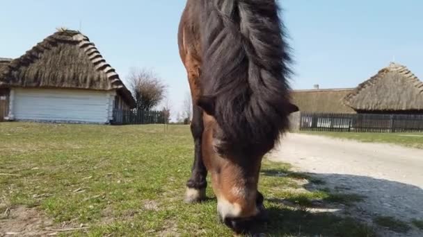 Kůň pojídající trávu ve staré evropské keltské vesnici — Stock video
