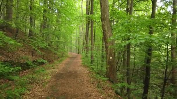 Kráčet po stezce v zeleném lese, Steady Cam Shot. Pov of Hiker Walking on Trail Through the Forest — Stock video