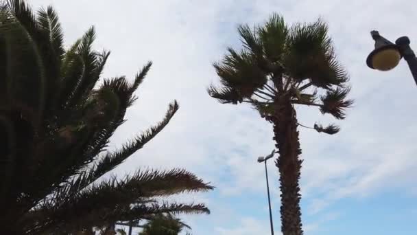 Palmeiras balançando no vento. Fila de palmeiras verdes com um céu nublado no fundo . — Vídeo de Stock