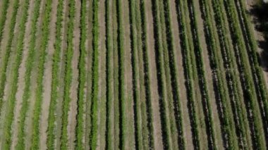 Günün erken saatlerinde, göz kamaştırıcı üzüm bağları..