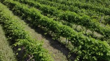 Üzüm bağları üzerinde hava videosu.