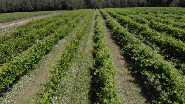 Воздушный кадр виноградников — стоковое видео