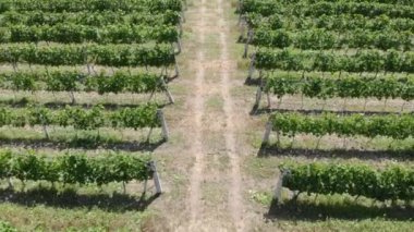 Aerial landscape green hills of vineyards.