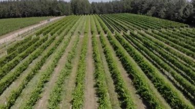 Beautiful green vineyards aerial video.