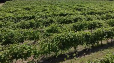 Beautiful green vineyards aerial video.