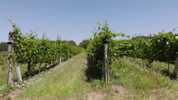 A steady shot of vineyard rows during a hot, dry and very bright afternoon. — Stock Video