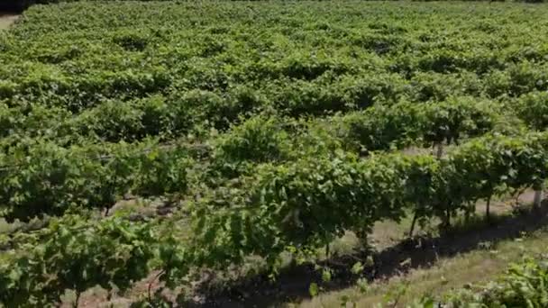 Mooie groene wijngaarden luchtfoto video. — Stockvideo