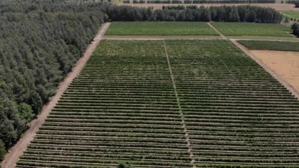 Дивовижний ландшафт виноградників — стокове відео