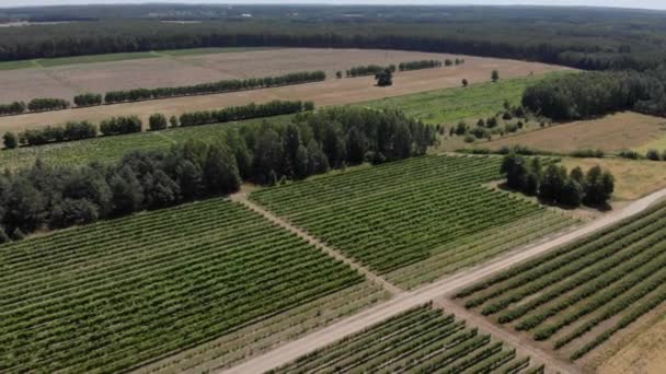 Vue aérienne ci-dessus des champs de raisins — Video