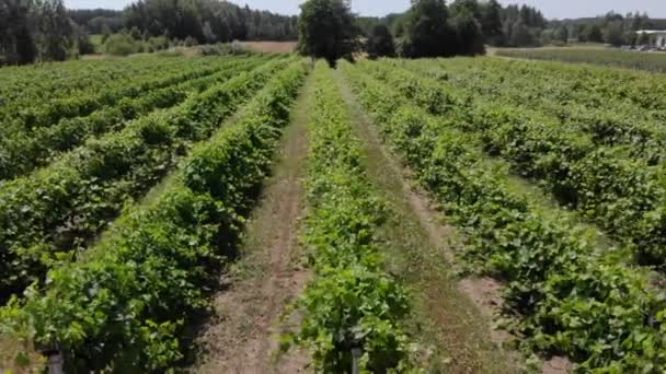 Красиві ферми і виноградники сільської місцевості прекрасний вид на повітря . — стокове відео