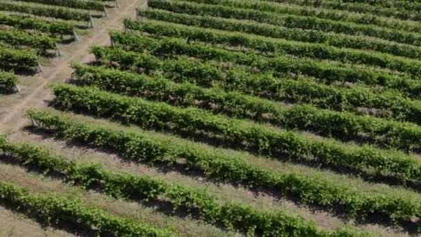 Вид с воздуха на виноградник. Ряды и ландшафт . — стоковое видео