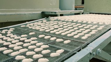 Taze şeker konveyör bant üzerinde. Şeker fabrikası.