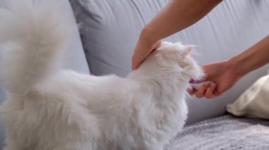 Kedi özel bir fırçayla tarıyor. Cat kameraya bakıyor..