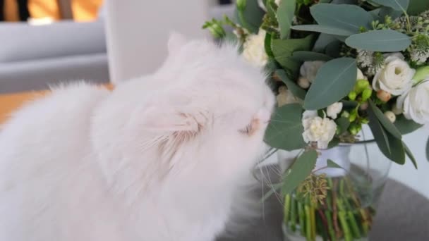 Söt vit katt sniffar blommor. — Stockvideo