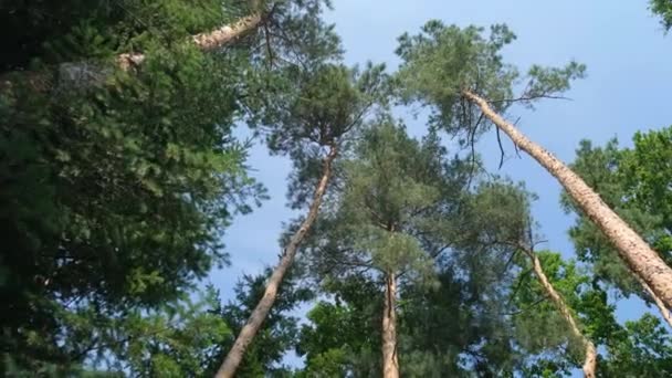 Bosque de pinos en el día soleado . — Vídeos de Stock