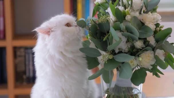 Cat is sniffing a bouquet and looking around. — Stock Video