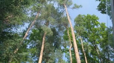 Pencereden çam ormanı.