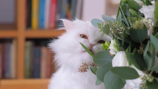 Mooie witte kat eet bloemen. — Stockvideo