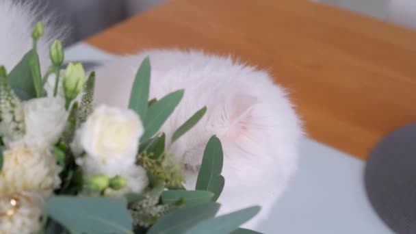 猫はカメラを見た。花束を隠して嗅ぎ回ってる. — ストック動画