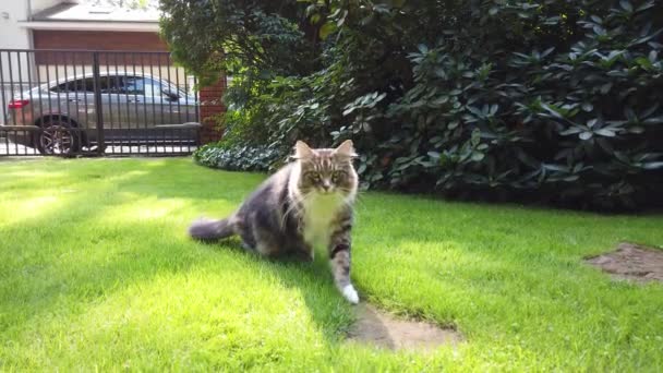 Chat marche sur la pelouse verte .