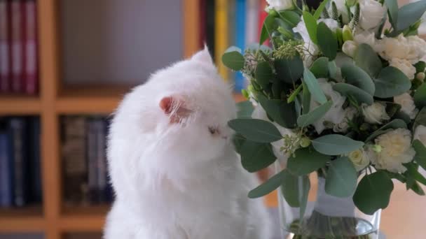 Gato está olfateando y frotando su nariz contra el ramo de flores . — Vídeo de stock