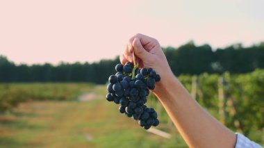 Olgunlaşan üzümleri test eden adam.