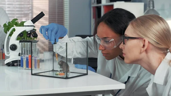 İki çok ırklı kadın bilim adamı laboratuvar hamsterıyla deney yaparken şaşkınlık gösteriyor.