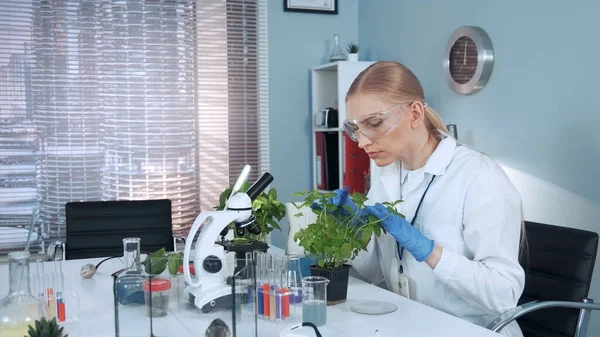 Dans le laboratoire scientifique moderne examinant la plante en pot avec des pinces chirurgicales — Photo