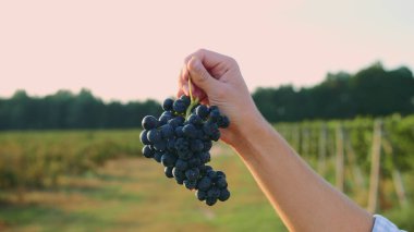 Şarap hasadı zamanı erkeklerin elinde sulu, olgun üzümler..