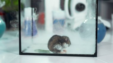 Dumanı mataradan fareli cam bir kabın içine yakın çekim