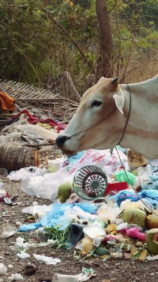 Vaca alimentándose de basura en Angkor Wat Camboya . — Vídeos de Stock