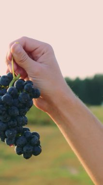 Hasat zamanı erkeklerin ellerinde olgunlaşmış üzümlerden oluşan büyük bir demet. Olgunlaşan üzümleri test eden adam.