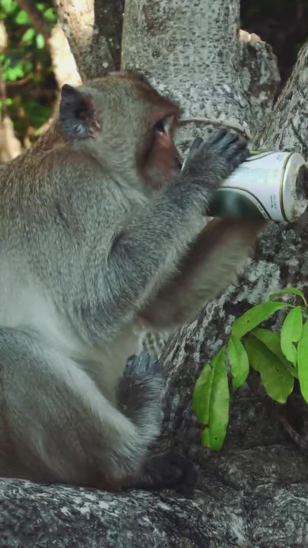 Αστεία μαϊμού πίνοντας μπύρα στην παραλία κάτω από ένα δέντρο — Αρχείο Βίντεο