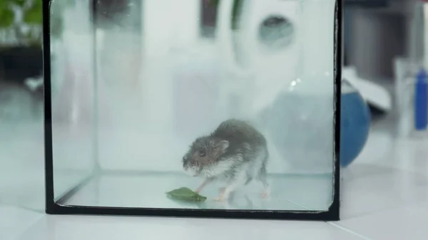 Close-up of lab mouse in smoke in glass container