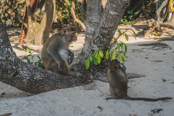 Смешная обезьяна, пьющая пиво на пляже под деревом — стоковое фото